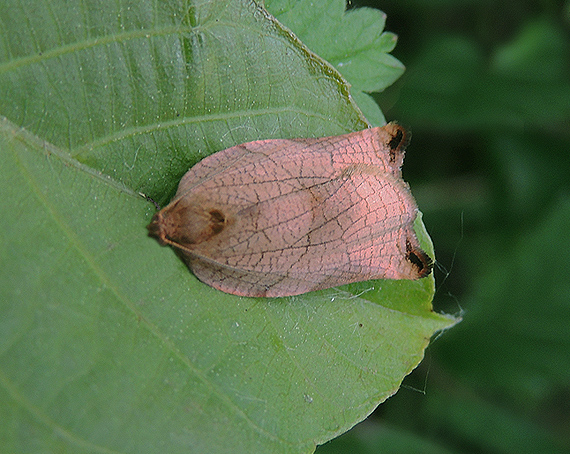 Cacoecimorpha pronubana Tortricidae